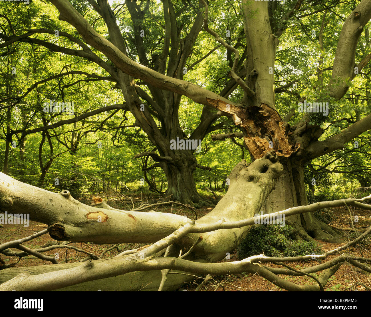 Blick auf Buche bei Frithsden buchen mit einem gebrochenen verfing Buche Zweig im Vordergrund Stockfoto