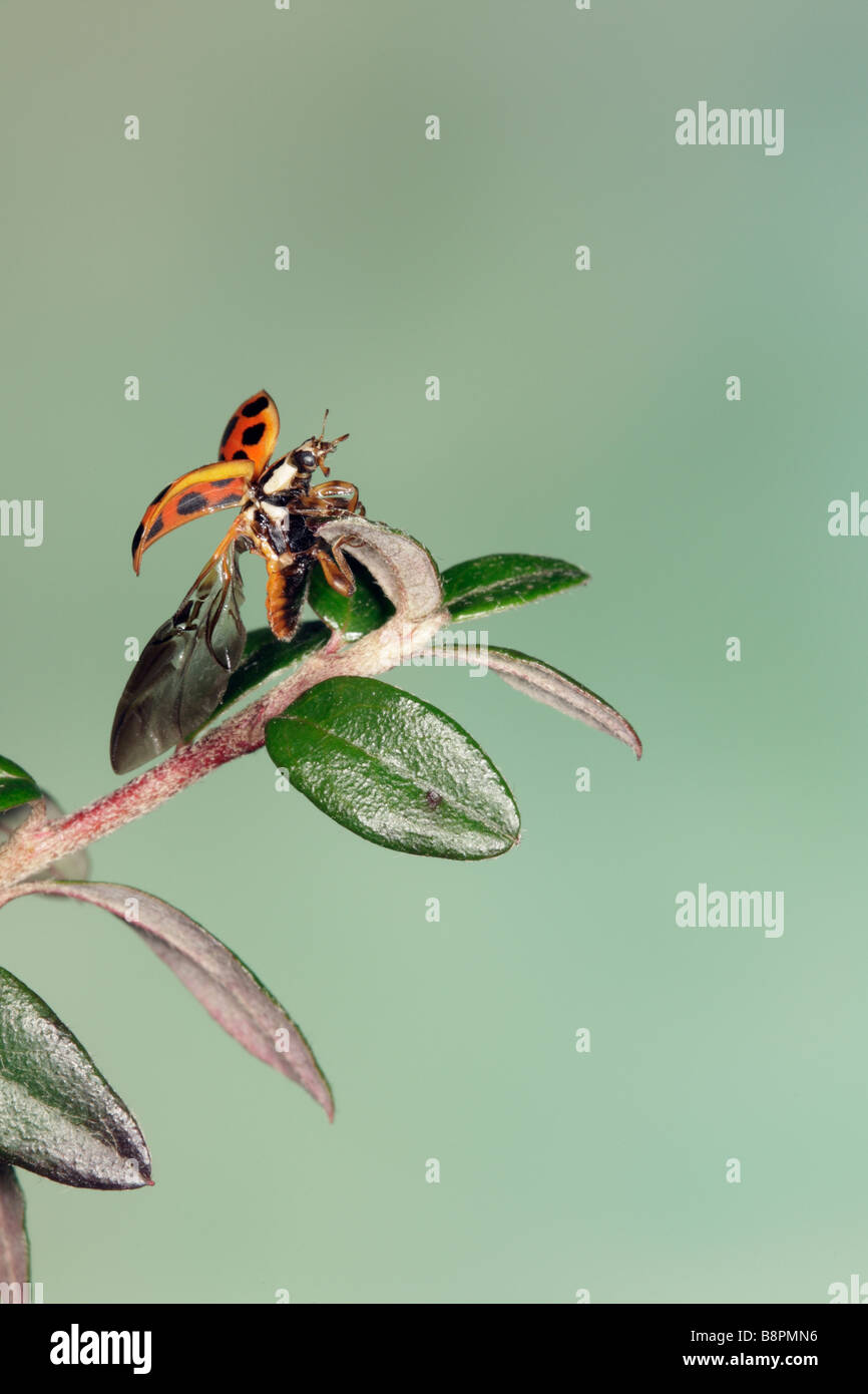 Harlekin-Marienkäfer Harmonia axyridis Stockfoto