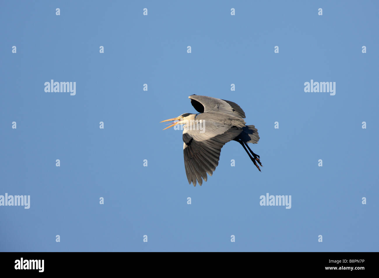 Grey Heron Ardea Cinerea Flug Stockfoto