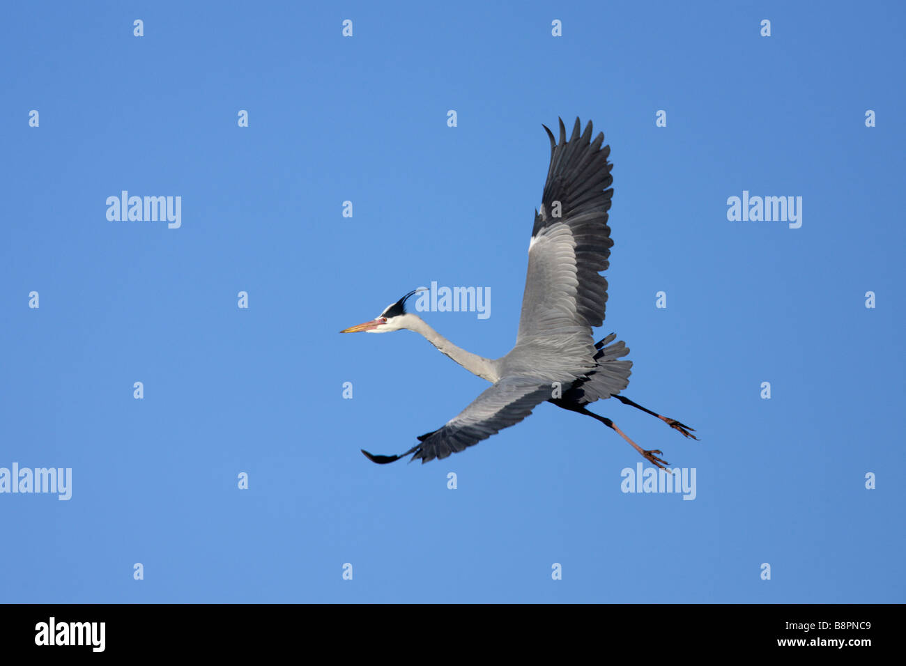 Grey Heron Ardea Cinerea Flug Stockfoto