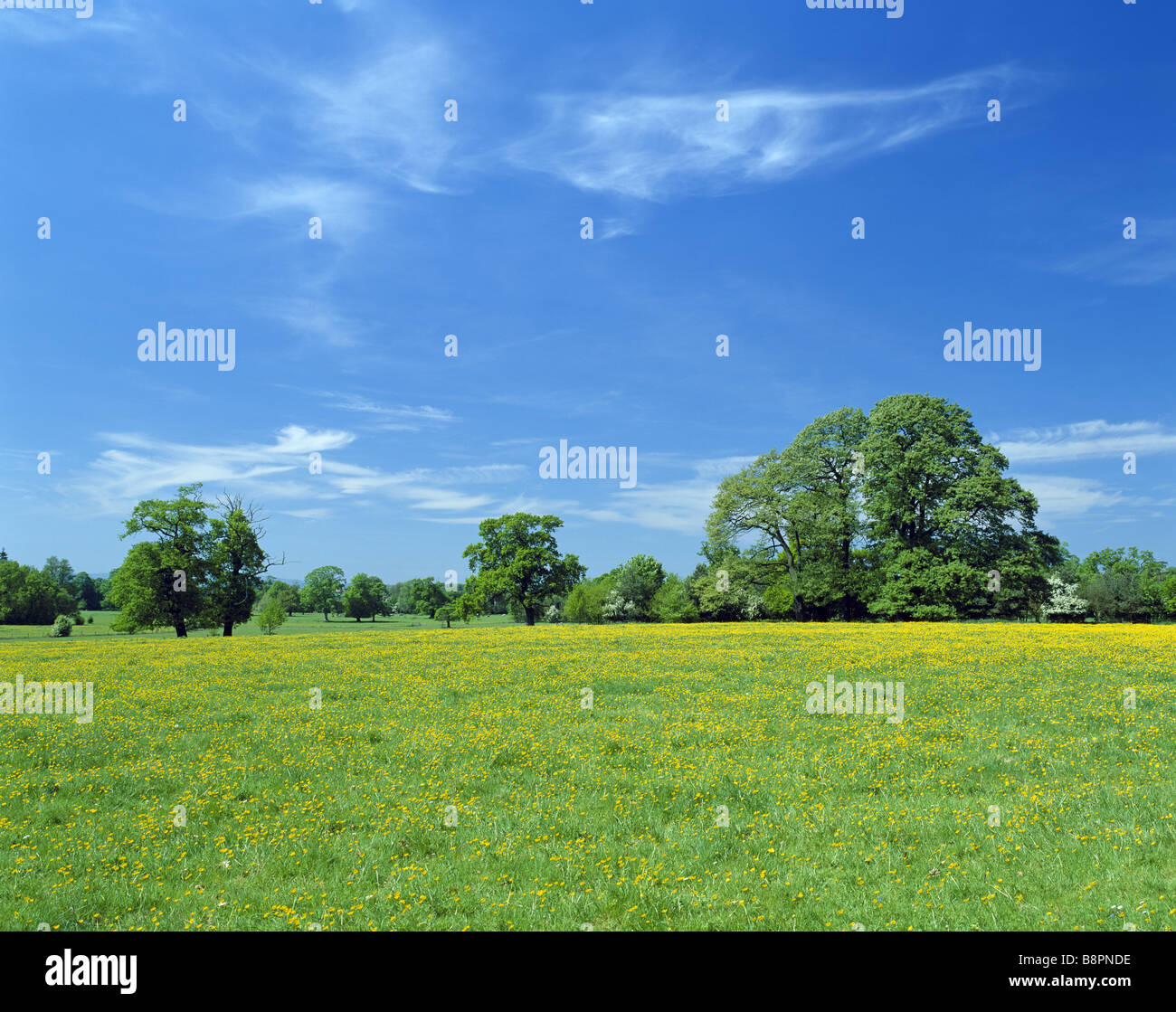 Schöne Aussicht auf ein Feld mit hellen gelben Butterblumen an Attingham Park, Shropshire bedeckt. Stockfoto