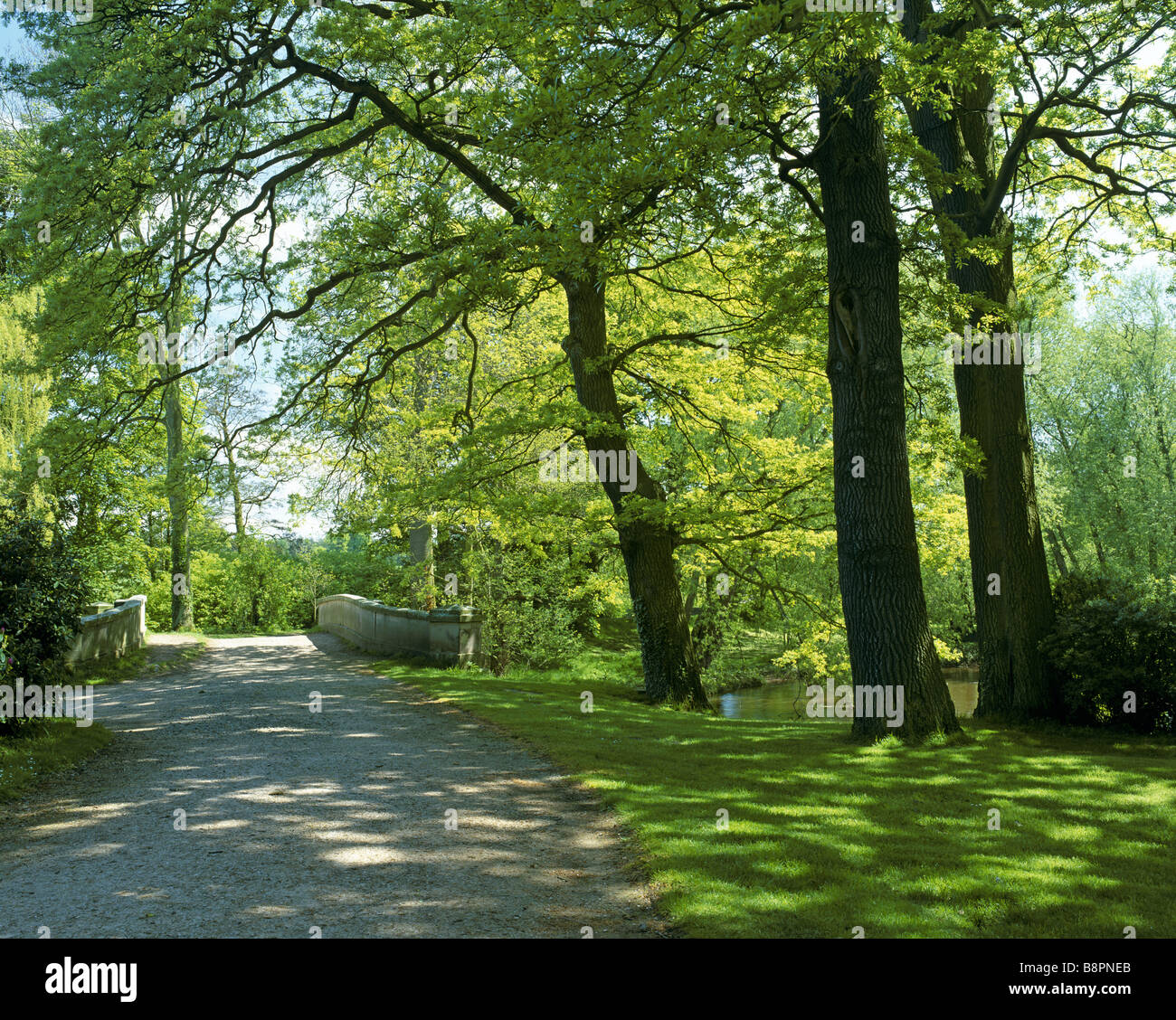 Schönen schattigen Weg in den Wäldern am Attingham Park Shropshire Stockfoto