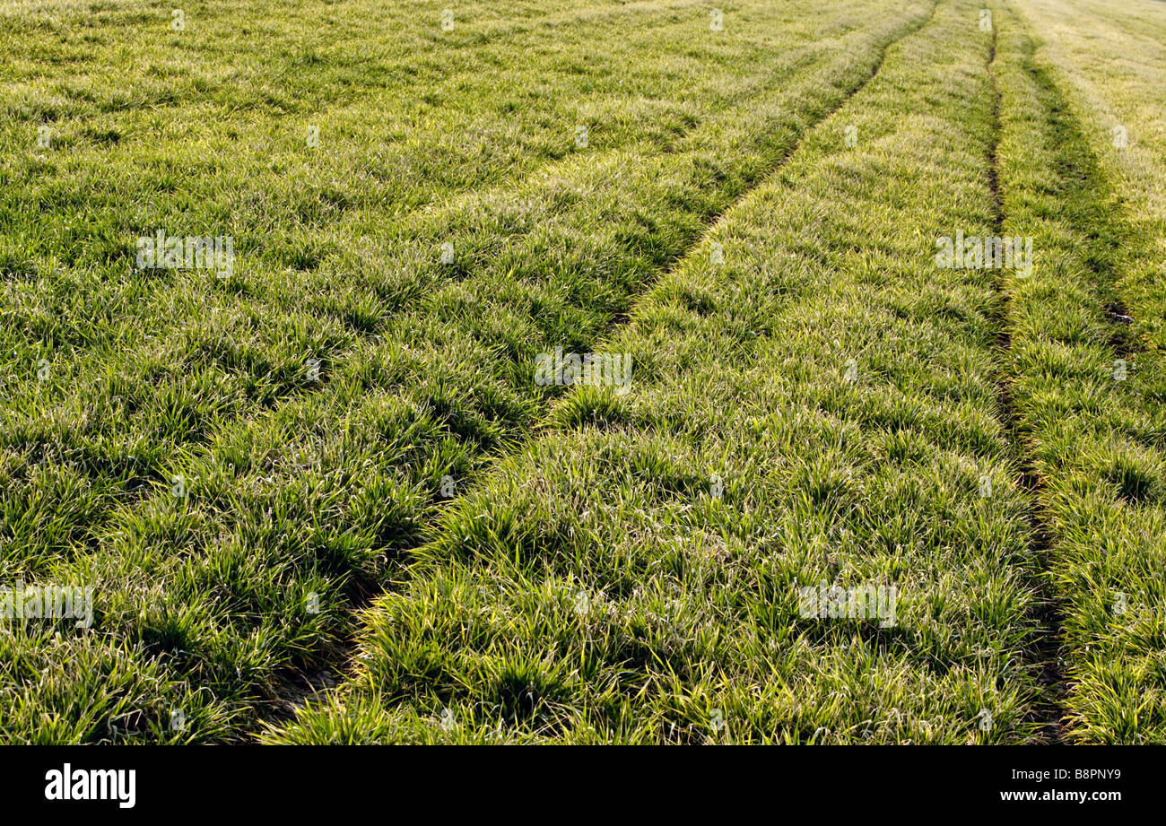 Pfad in einem grünen Feld Stockfoto