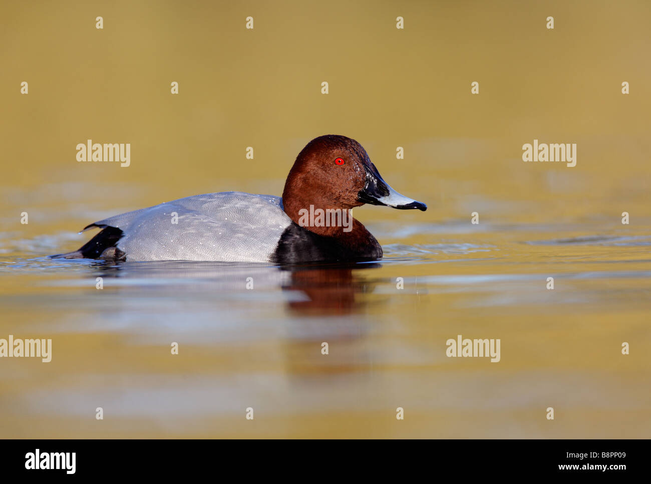 Tafelenten Aythya 40-jähriger Stockfoto