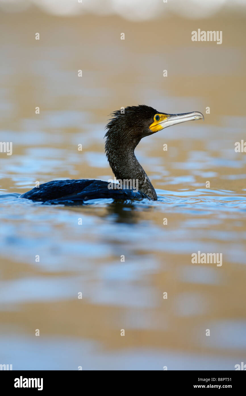 Juvinile Kormoran Phalacrocorax carbo Stockfoto