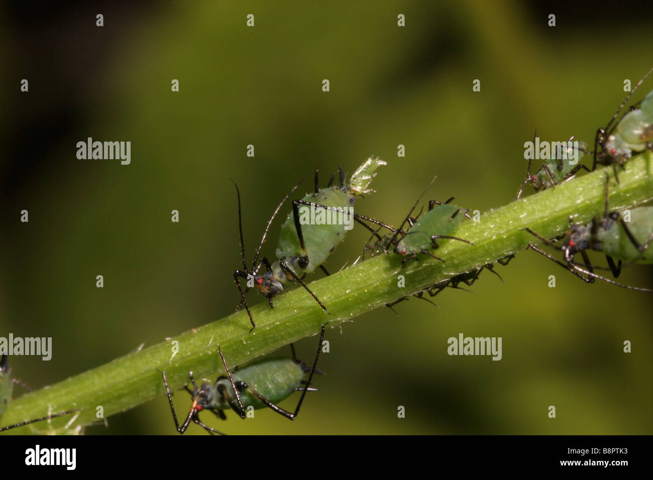 Erbse Blattlaus Acyrthosiphon Pisum geben Phasengeburt UK Stockfoto