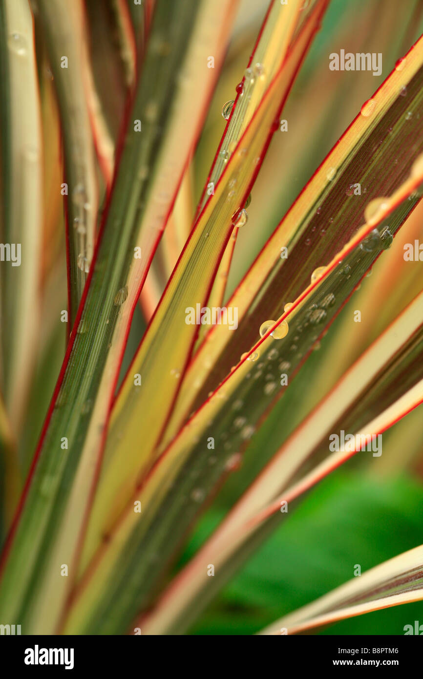 Nahaufnahme von dreifarbigen Blätter des Phormium Alison Blackman Stockfoto