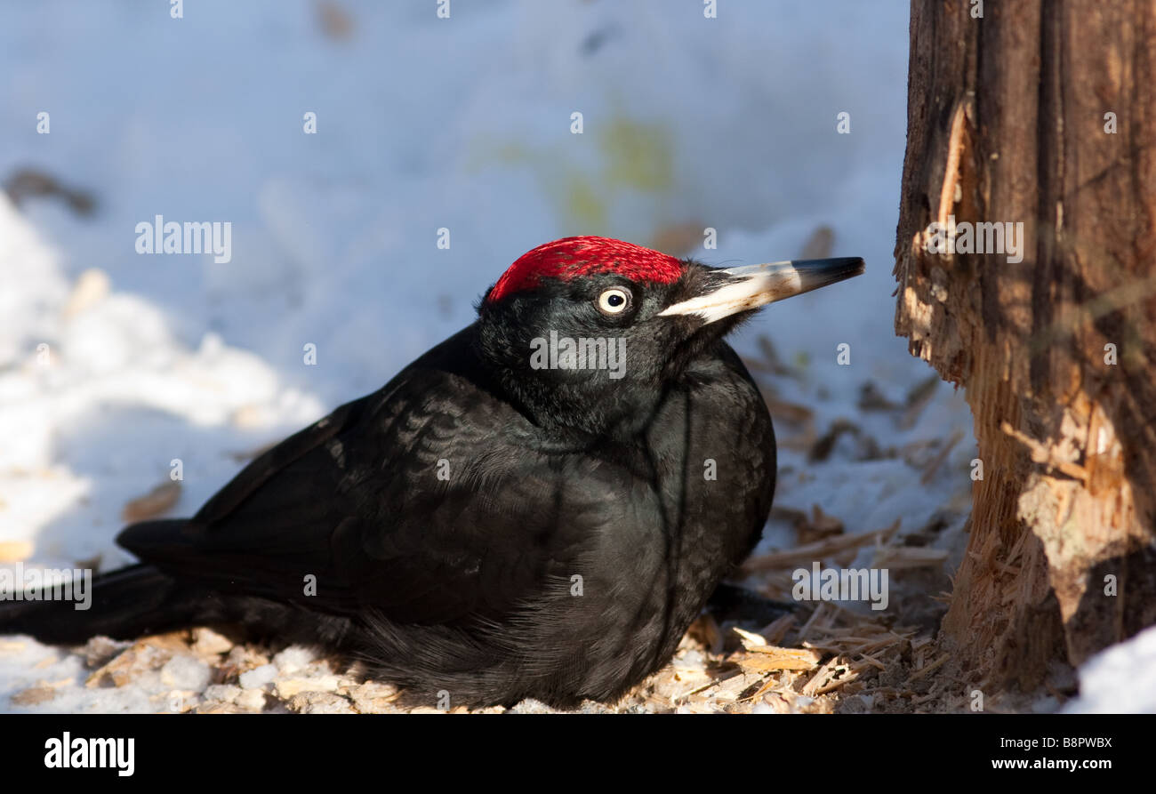 Die gefiederten Holzfäller Mulden, die eine Kiefer Chips Fliege ausgiebig sein, geschützt wreckers Stockfoto