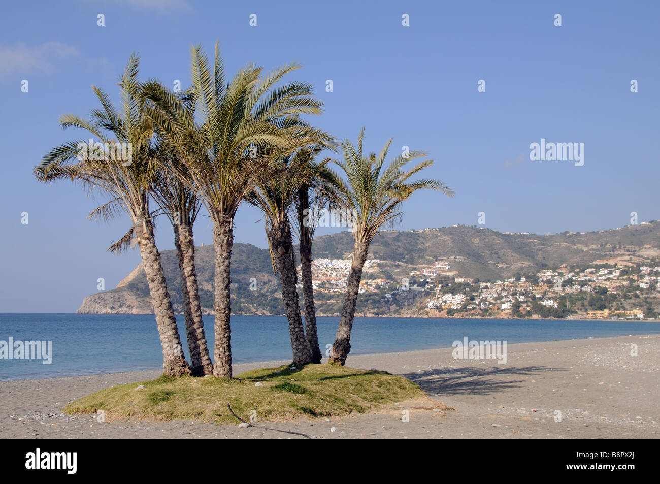 Spanischen Strand und Palmen Bäume in La Herradura an der Costa Tropical Andalusien Südspanien Stockfoto
