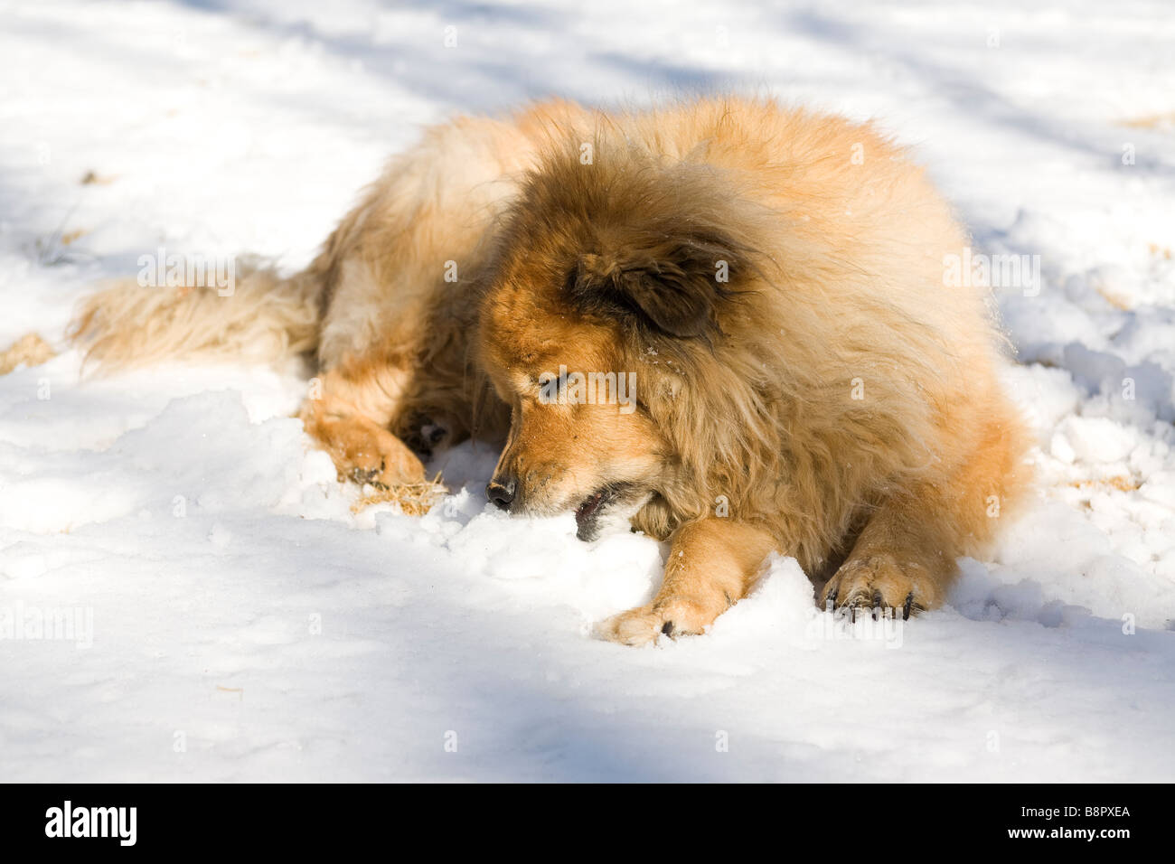 Hund essen Schnee Stockfoto