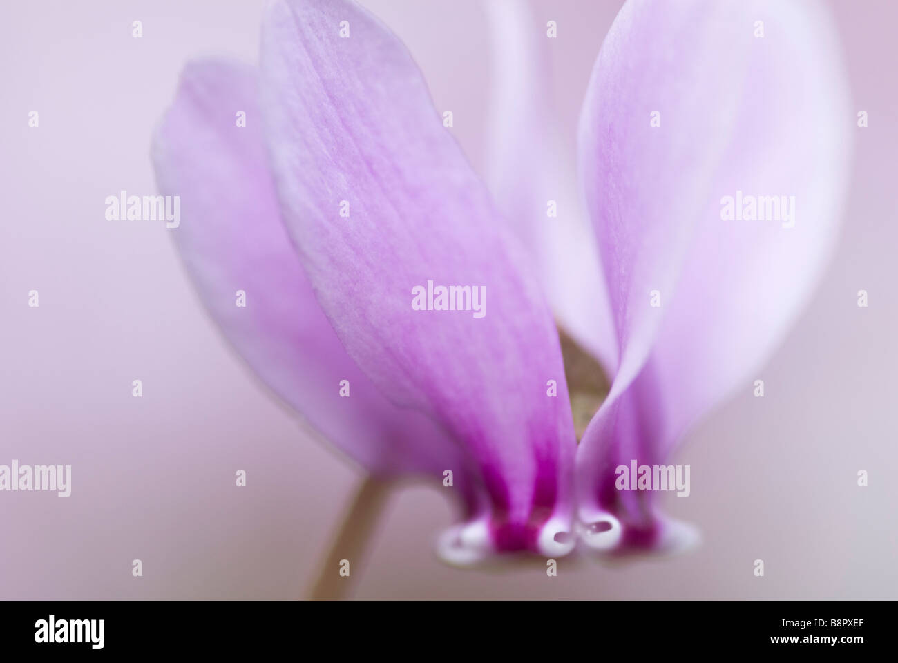 Efeu blhen Ausgeschnittene Stockfotos und -bilder - Alamy
