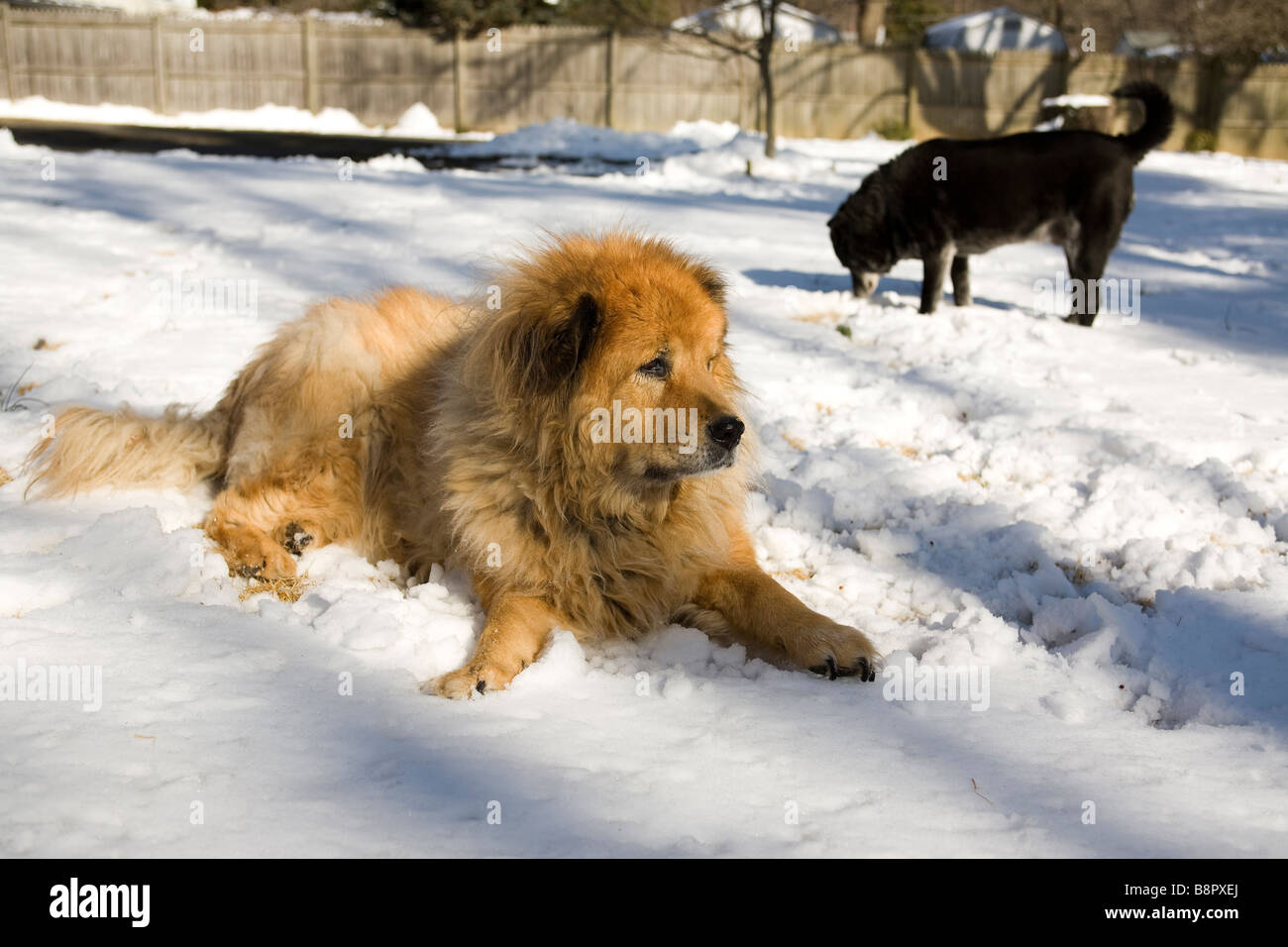 Hunde im Schnee Stockfoto