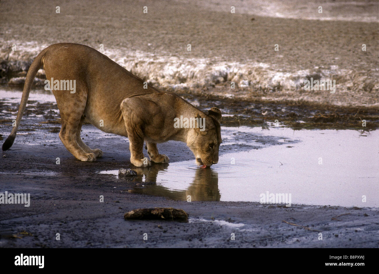 Löwin trinken am Rande des Lake Magadi Serengeti Nationalpark Tansania Ostafrika Stockfoto