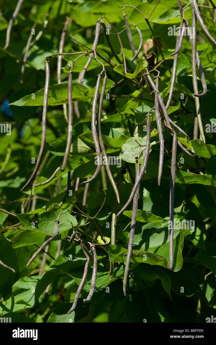 CATALPA BIGNONIOIDES INDISCHEN BEAN TREE Stockfoto