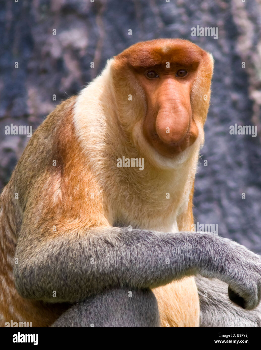 Proboscis Monkey (nasalis larvatus) männliches Gesicht. Kinabatang, Borneo, Malaysia Stockfoto