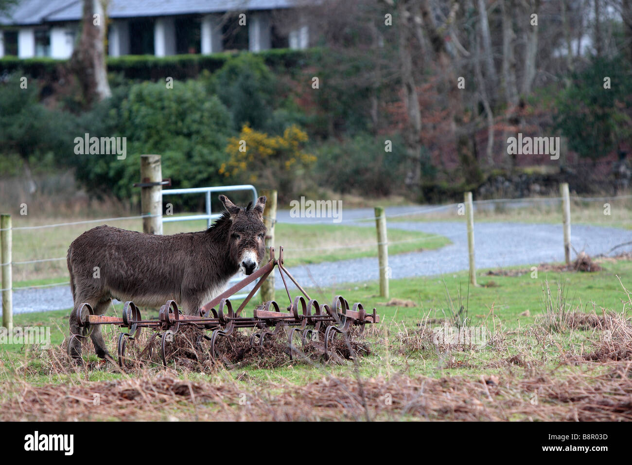 Esel im Killarney National Park Stockfoto