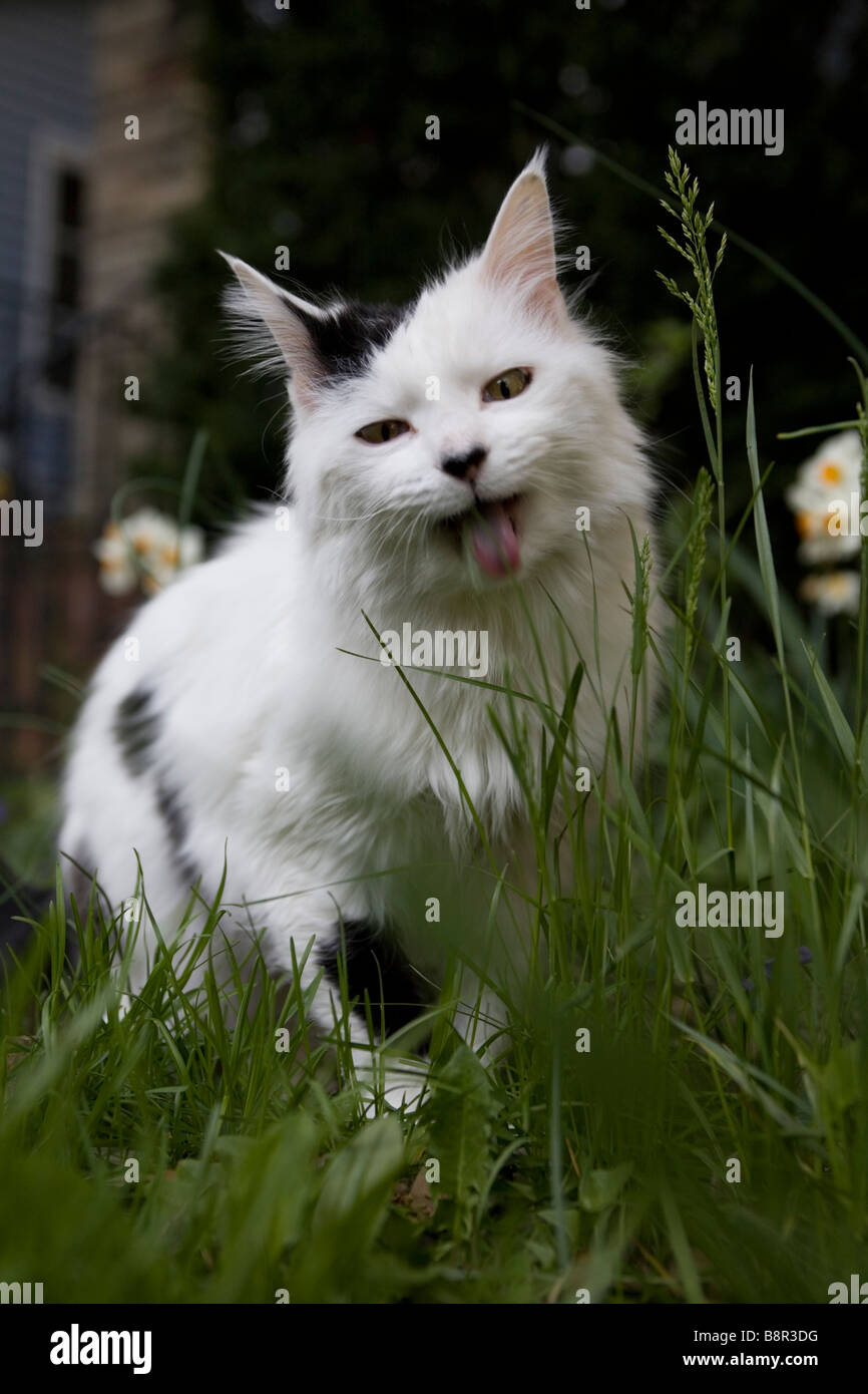 Katze essen Rasen im Vorgarten Herr Stockfoto