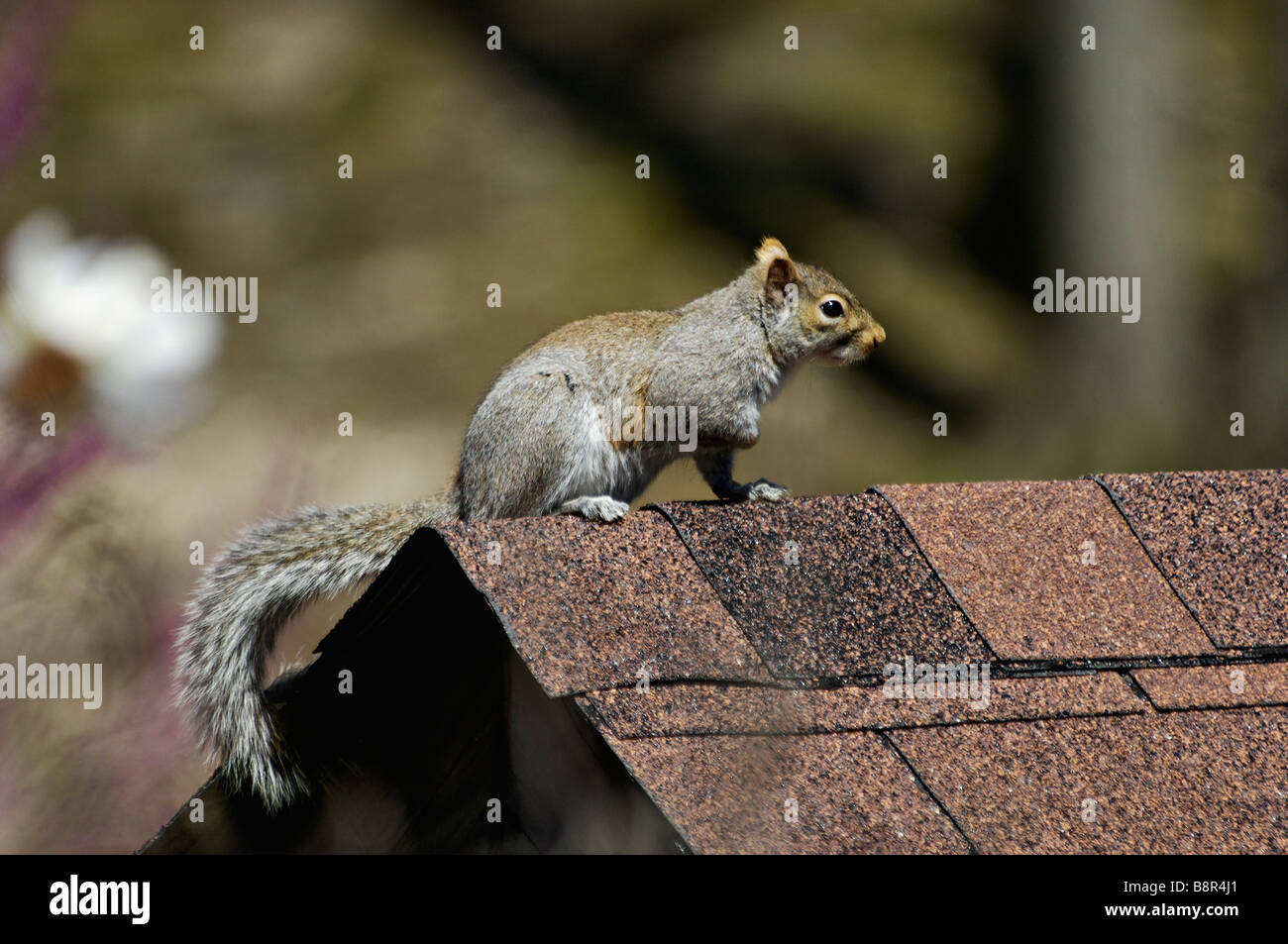 Östliche graue Eichhörnchen auf dem Dach von einem Suburban Schuppen in Indiana Stockfoto