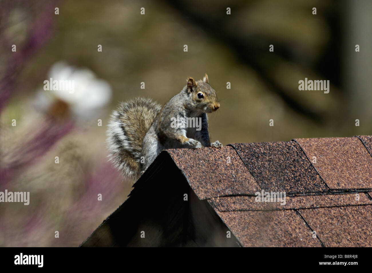 Östliche graue Eichhörnchen auf dem Dach von einem Suburban Schuppen in Indiana Stockfoto