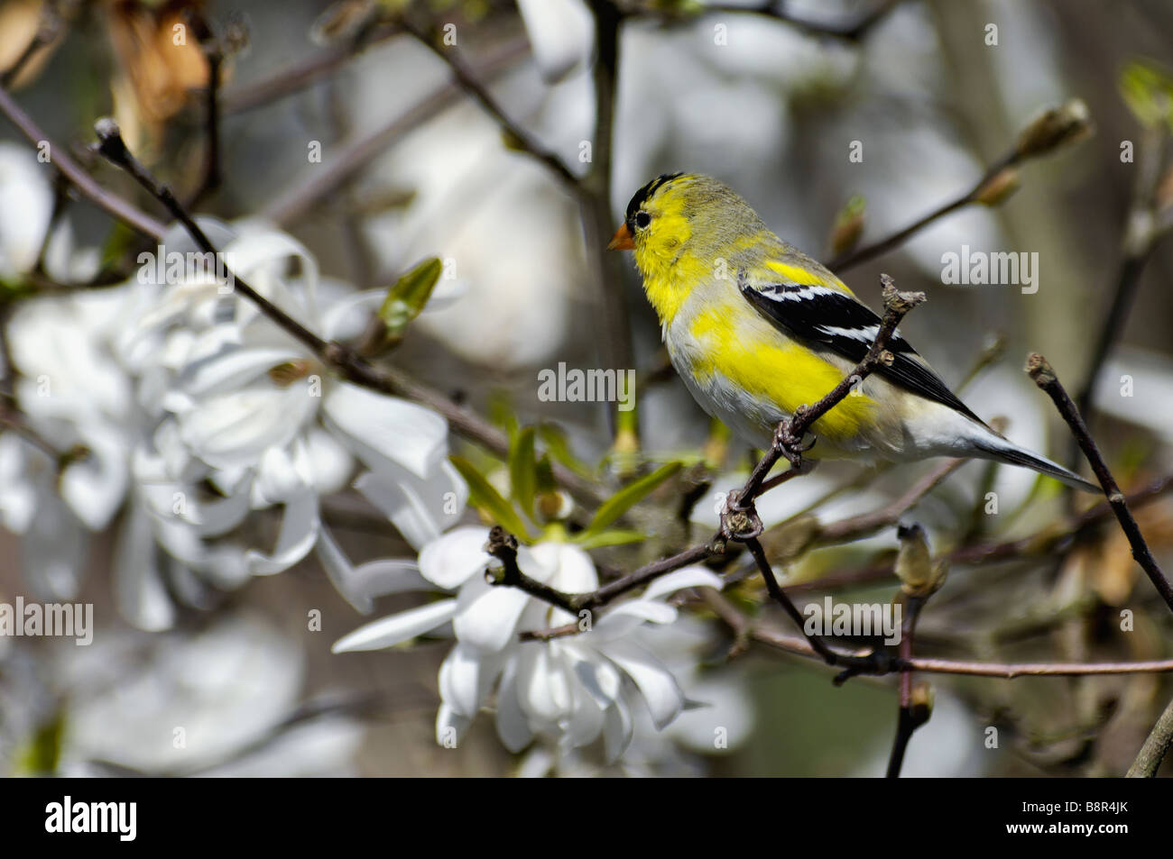 Amerikanische Stieglitz thront im blühenden Stern-Magnolie Busch Stockfoto