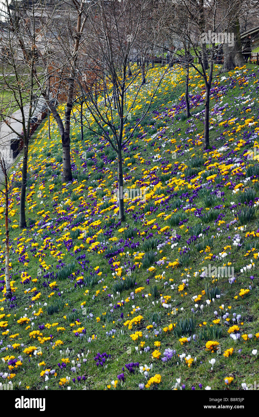 MASSIERTEN ANPFLANZUNGEN VON KROKUS IM SÜDEN GERICHTETEN BANK PRINCES STREET GARDENS ZENTRUM VON EDINBURGH SCHOTTLAND ENDE FEBRUAR Stockfoto