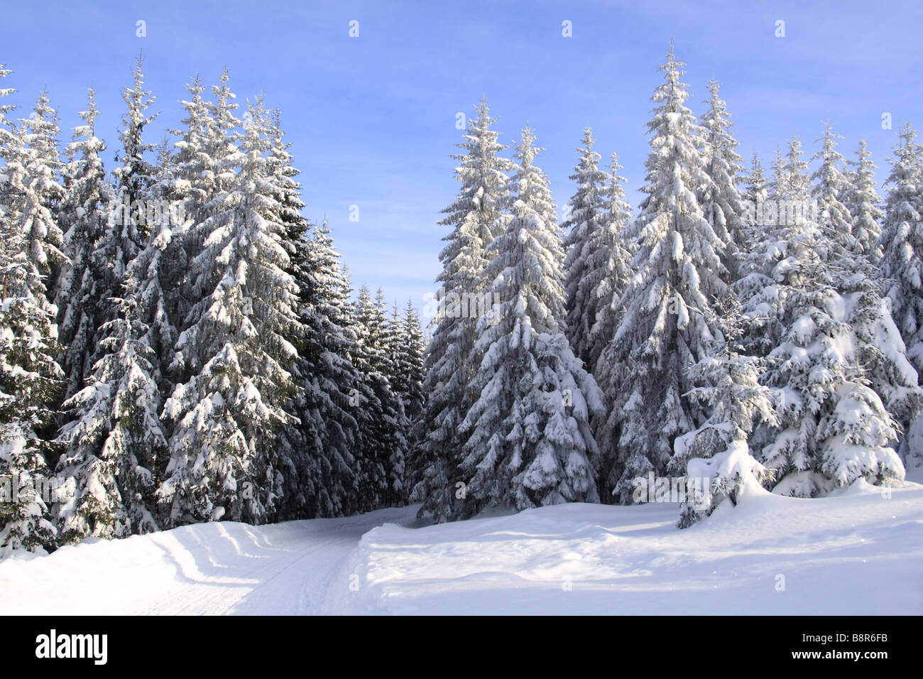 Verschneiten Wald Stockfoto