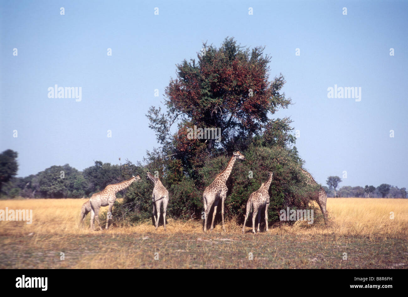 Giraffe auf großen Bäumen durchsuchen Stockfoto
