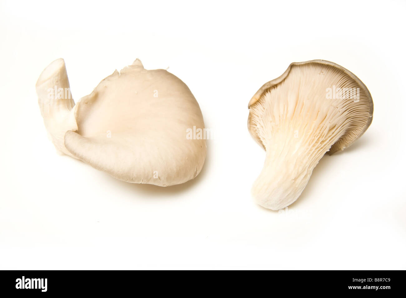 Austernpilze isoliert auf einem weißen Studio-Hintergrund Stockfoto
