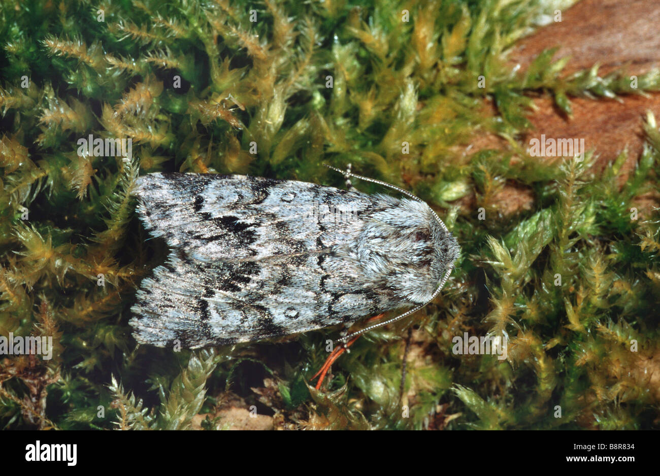 Leichte Knot Grass (Acronicta Menyanthidis), Imago auf Moos Stockfoto