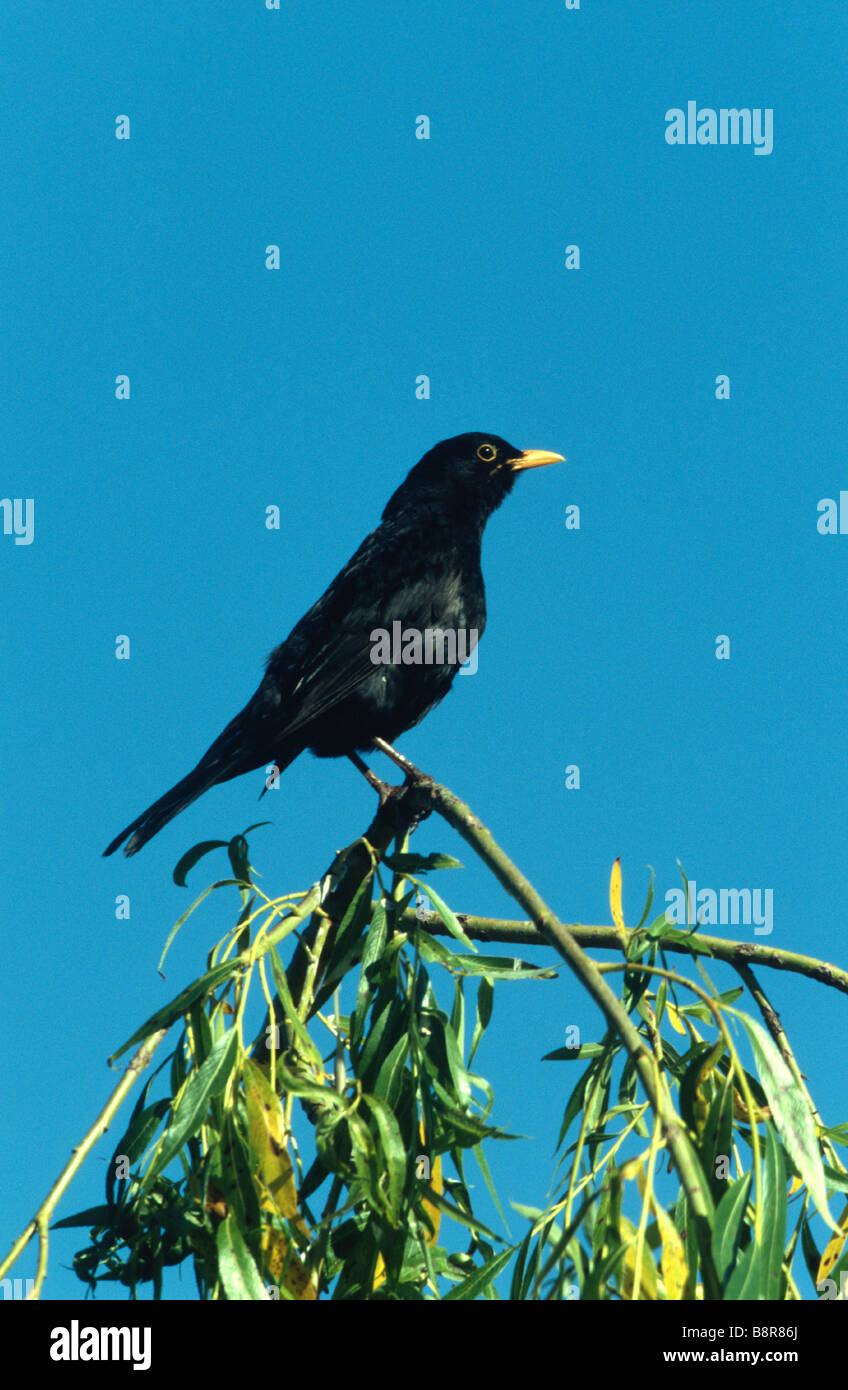 Männliche Blackbirdbird Wales UK Stockfoto