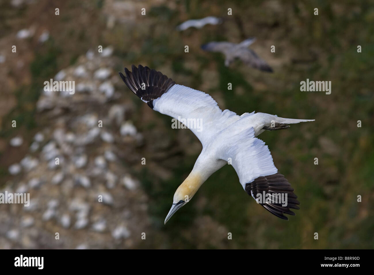 Basstölpel (Sula Bassana, Morus Bassanus), fliegt über Vogel Rock, Großbritannien, Schottland Stockfoto