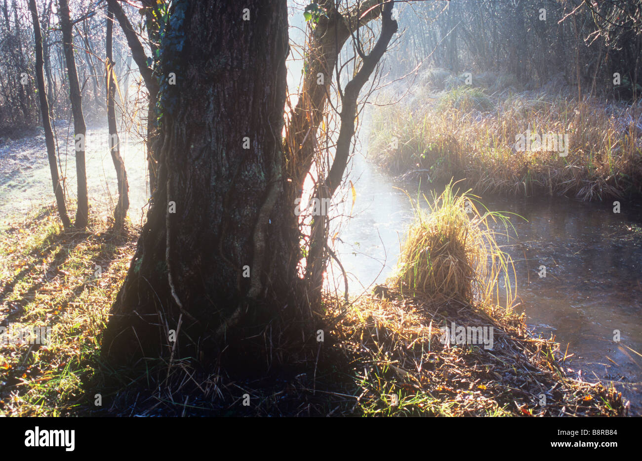 Hinterleuchtete Fenland Winterszene der Nebel über dem Deich mit Erlen und Weiden und größere Grasbüschel und Teich Segge Abbrennen Stockfoto