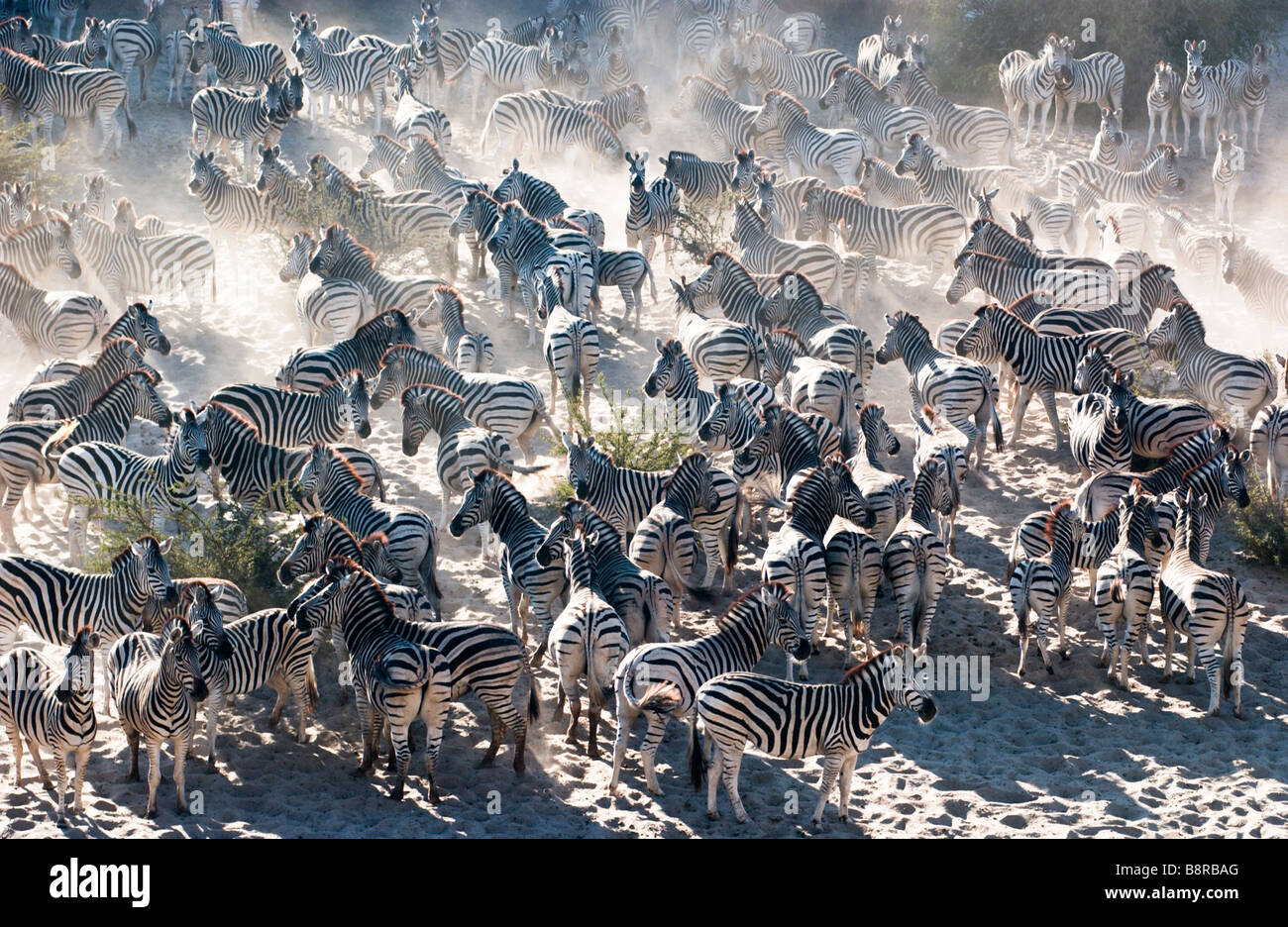 Boteti Zebras Stockfoto