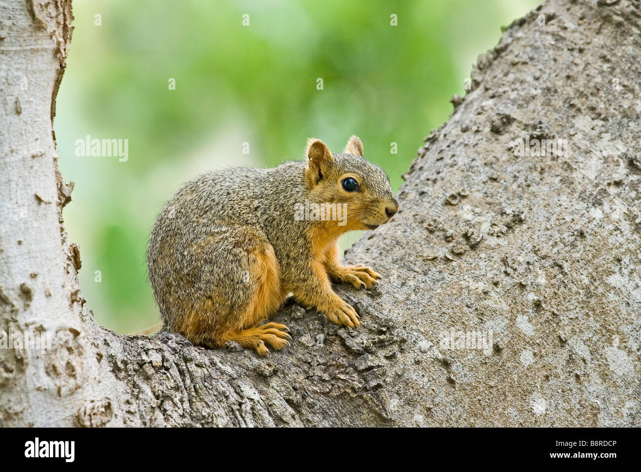 Östlichen Fuchs, Eichhörnchen Sciurus niger Stockfoto