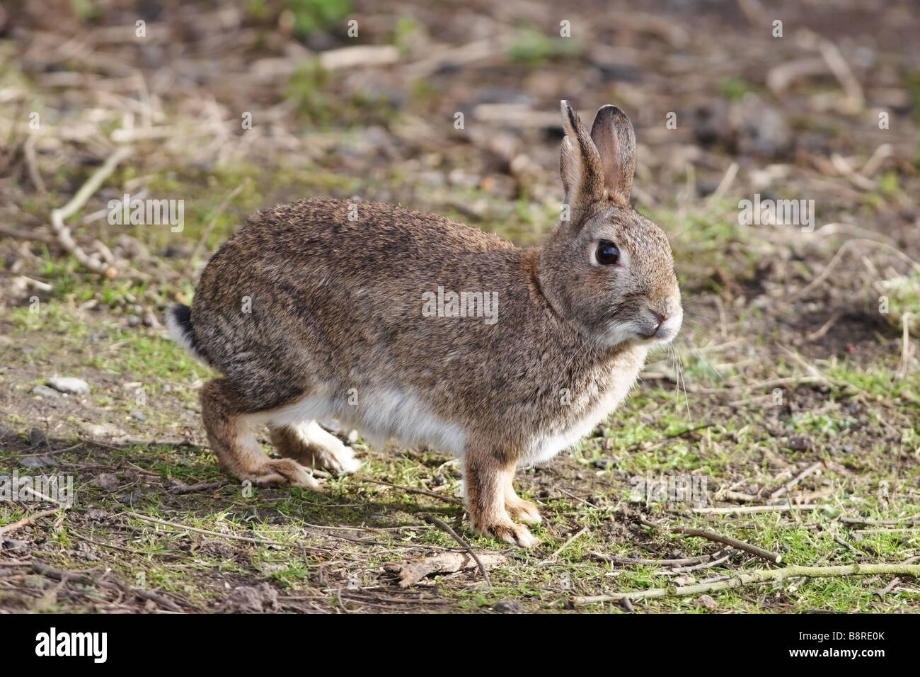 Kaninchen Oryctolagus cunniculus Stockfoto