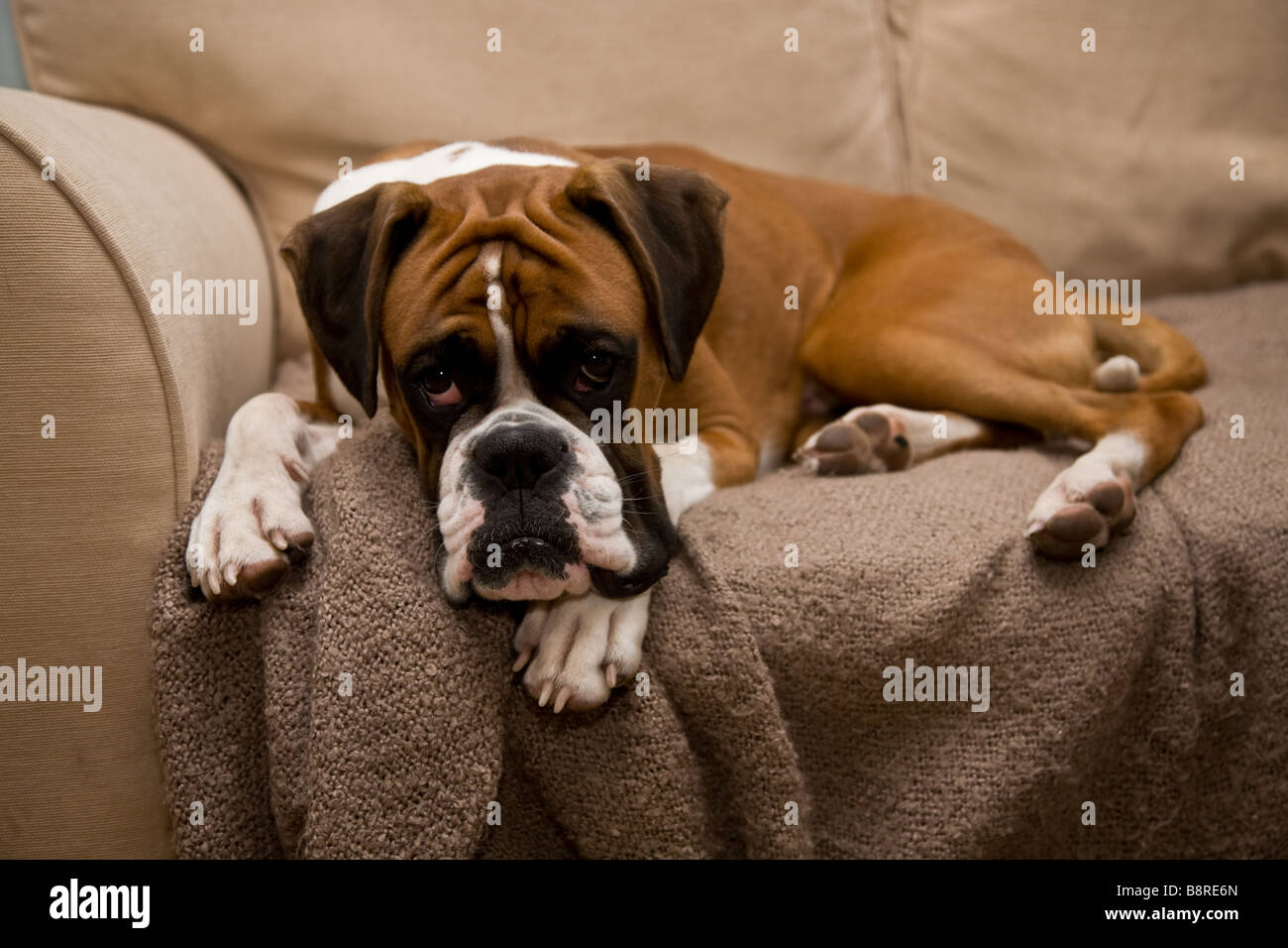 Boxer Hund auf dem Sofa liegend Stockfoto