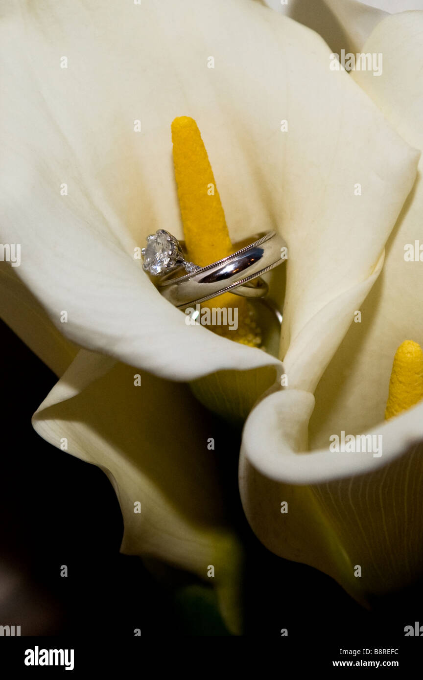 Trauringe innen eine weiße Calla Lilie mit schwarzem Hintergrund Stockfoto