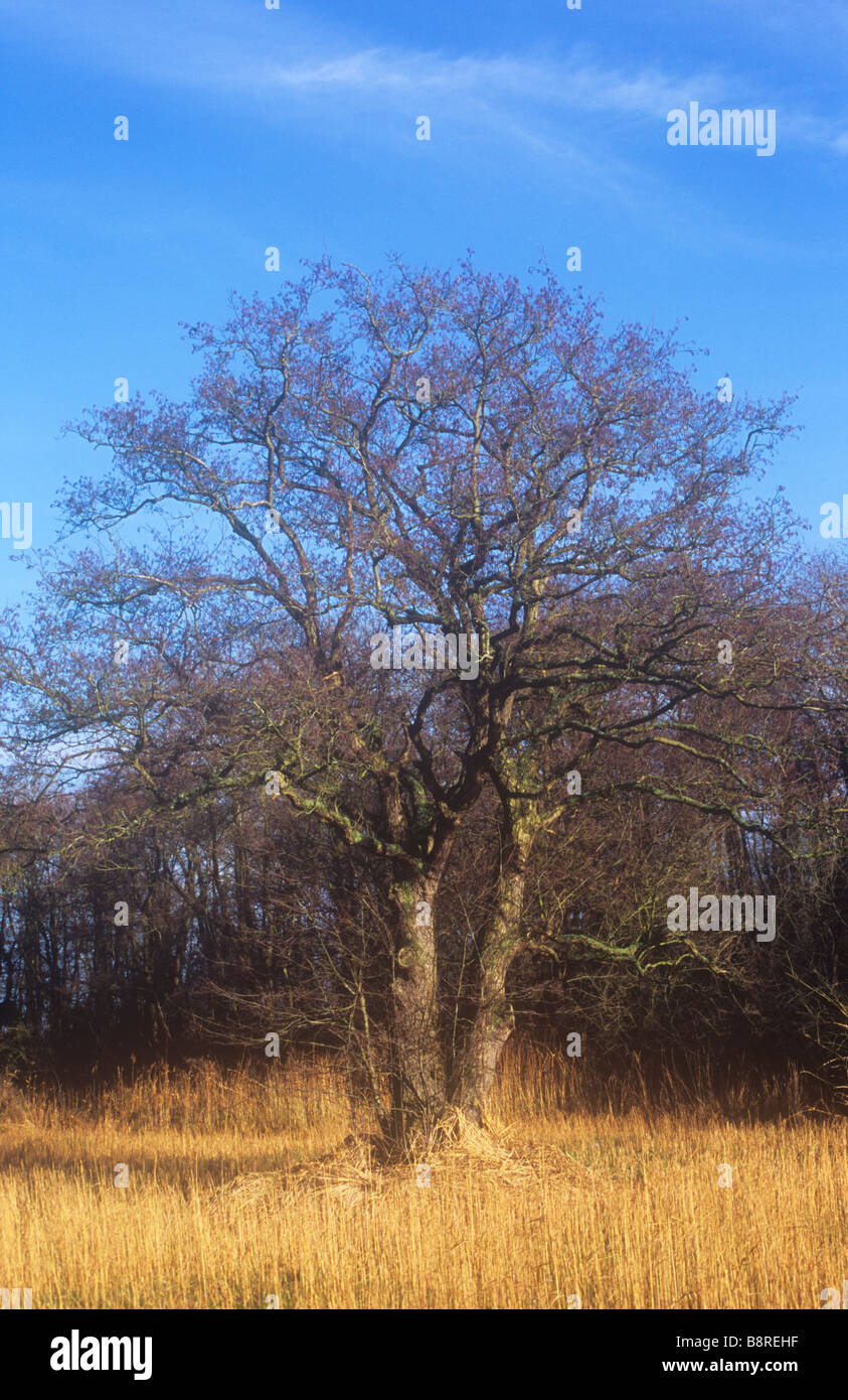 Knorrige gemeinsame Erle-Baum trägt lila Winter männlichen Kätzchen mit Ziege Weiden und blauen Himmel dahinter und getrockneten Segge vor Stockfoto