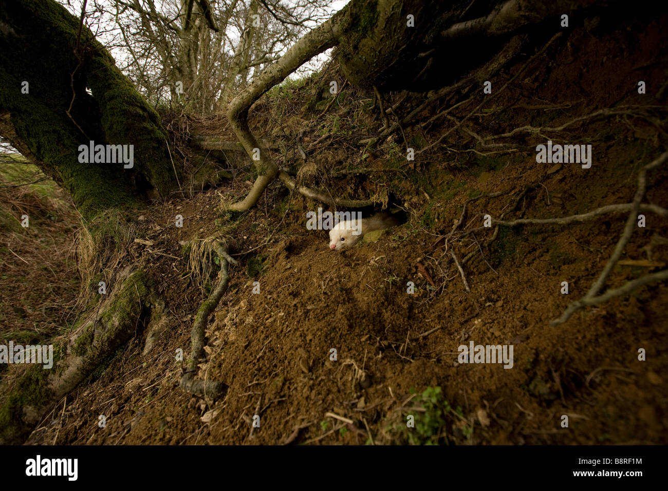 Frettchen verwendet für die Jagd im Loch unter Baumwurzeln North Wales UK Stockfoto