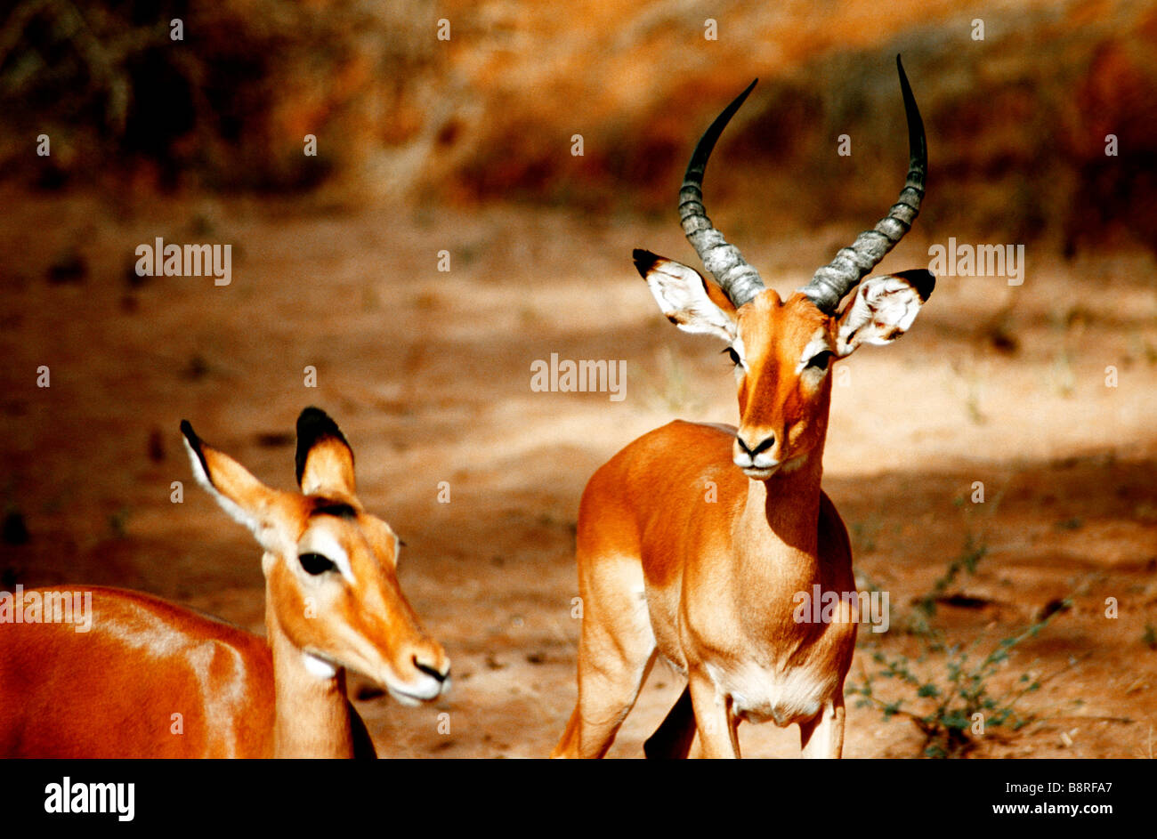 ANTILOPEN IN KENIA Stockfoto