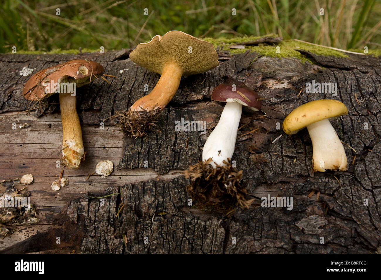 Pilze-Identifikation-Workshop im Gwydir Wald in der Nähe von Betws y Coed Conwy North Wales UK Stockfoto