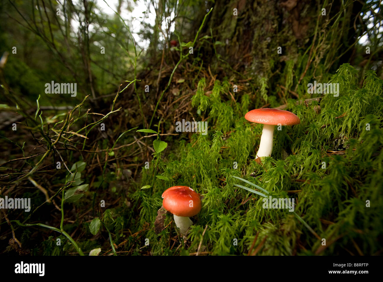 Pilze im Gwydir Wald in der Nähe von Betws y Coed Conwy North Wales UK Stockfoto