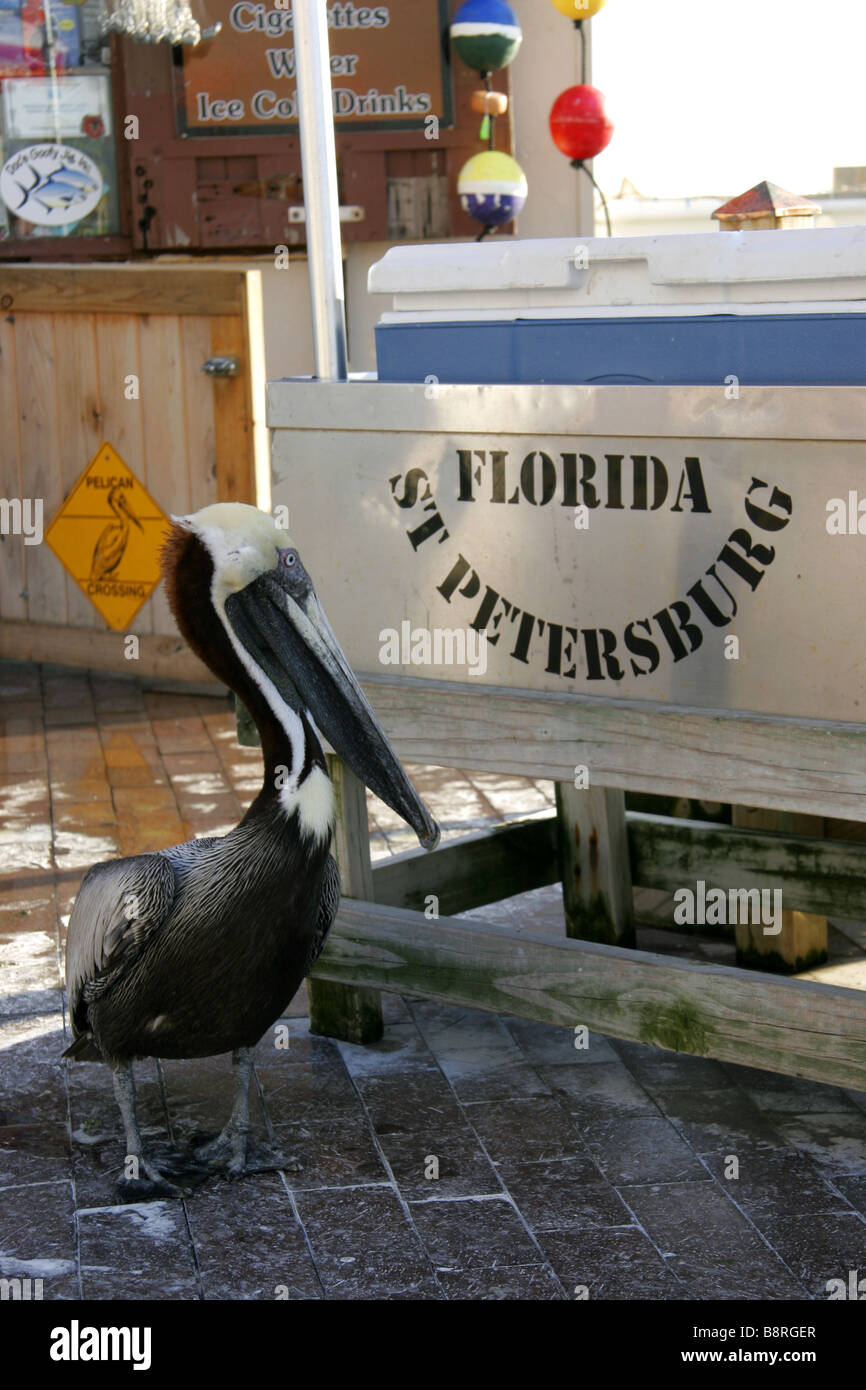 Pelikan an der Pier in St. Petersburg Florida USA Stockfoto