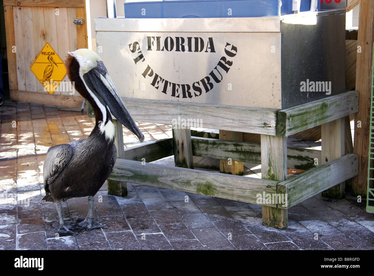 Pelikan an der Pier St Petersburg Florida USA Stockfoto