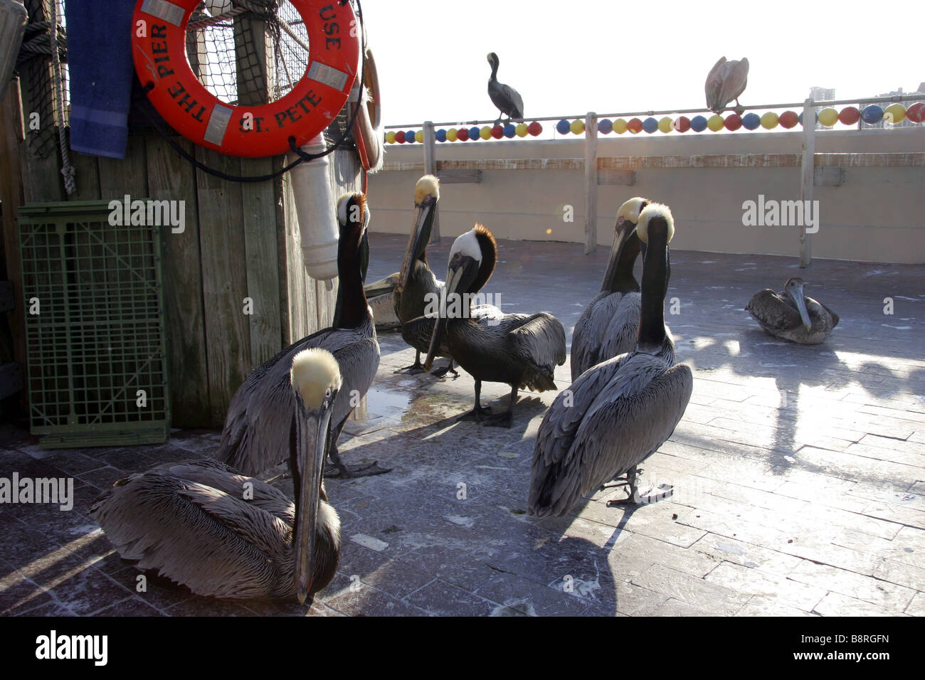 Pelikane am Pier St Petersburg Florida USA Stockfoto