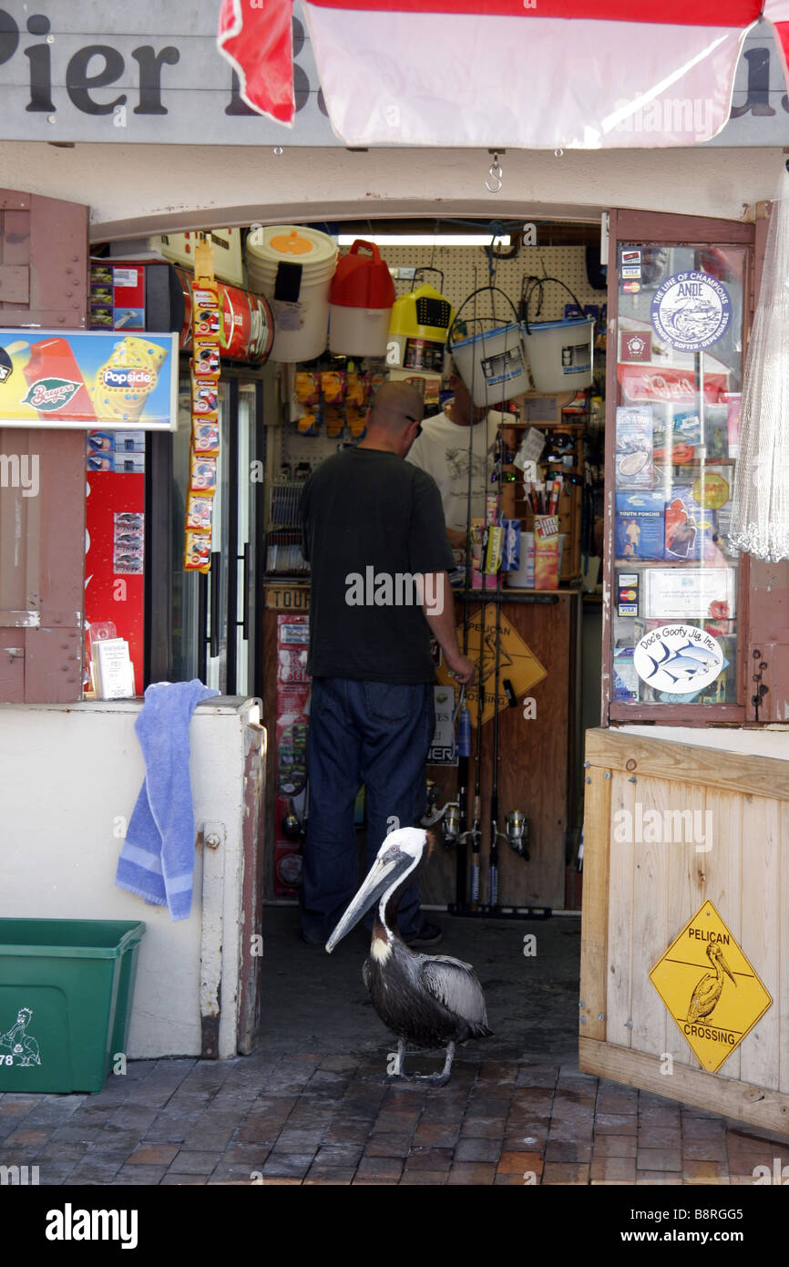 Pelikan in einer Tür an der Pier St Petersburg Florida USA Stockfoto