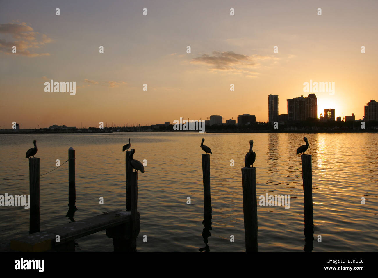 Pelikane am Pier bei Sonnenuntergang St.Petersburg Florida USA Stockfoto