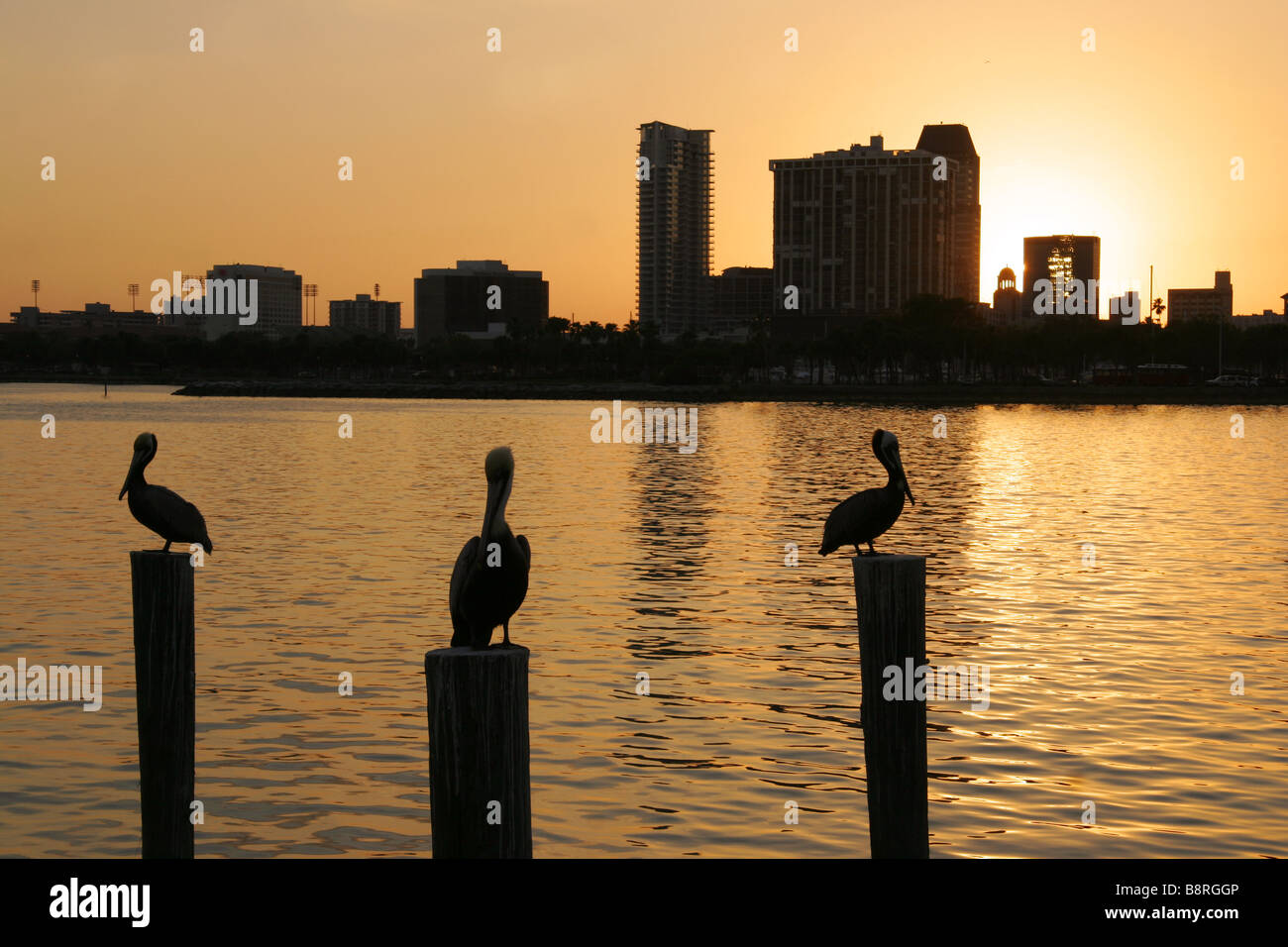 Pelikane am Pier bei Sonnenuntergang St.Petersburg Florida USA Stockfoto