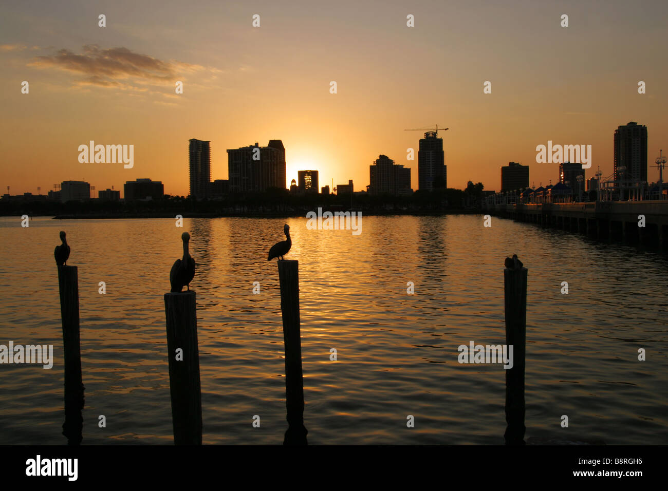 Pelikane bei Sonnenuntergang an der Pier St Petersburg Florida USA Stockfoto