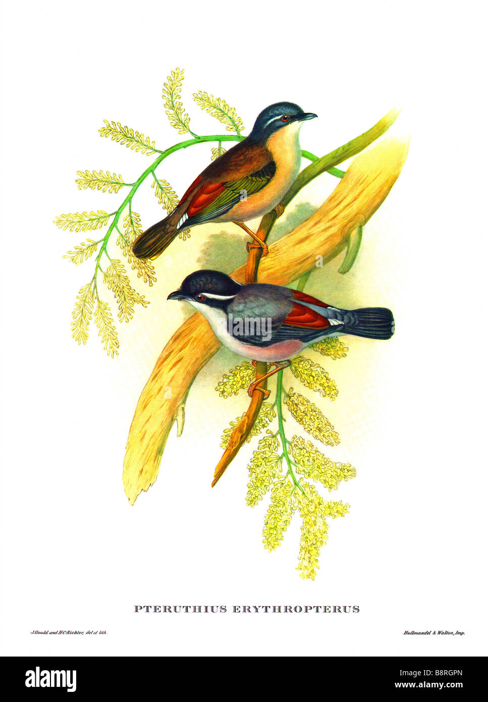 Pteruthius [Pteruthius Erythropterus] Stockfoto